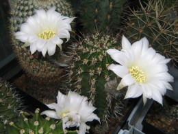 Echinopsis 08